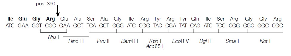 Pin point xa1载体多克隆位点 点击看大
图 Pin point xa1多克隆位点